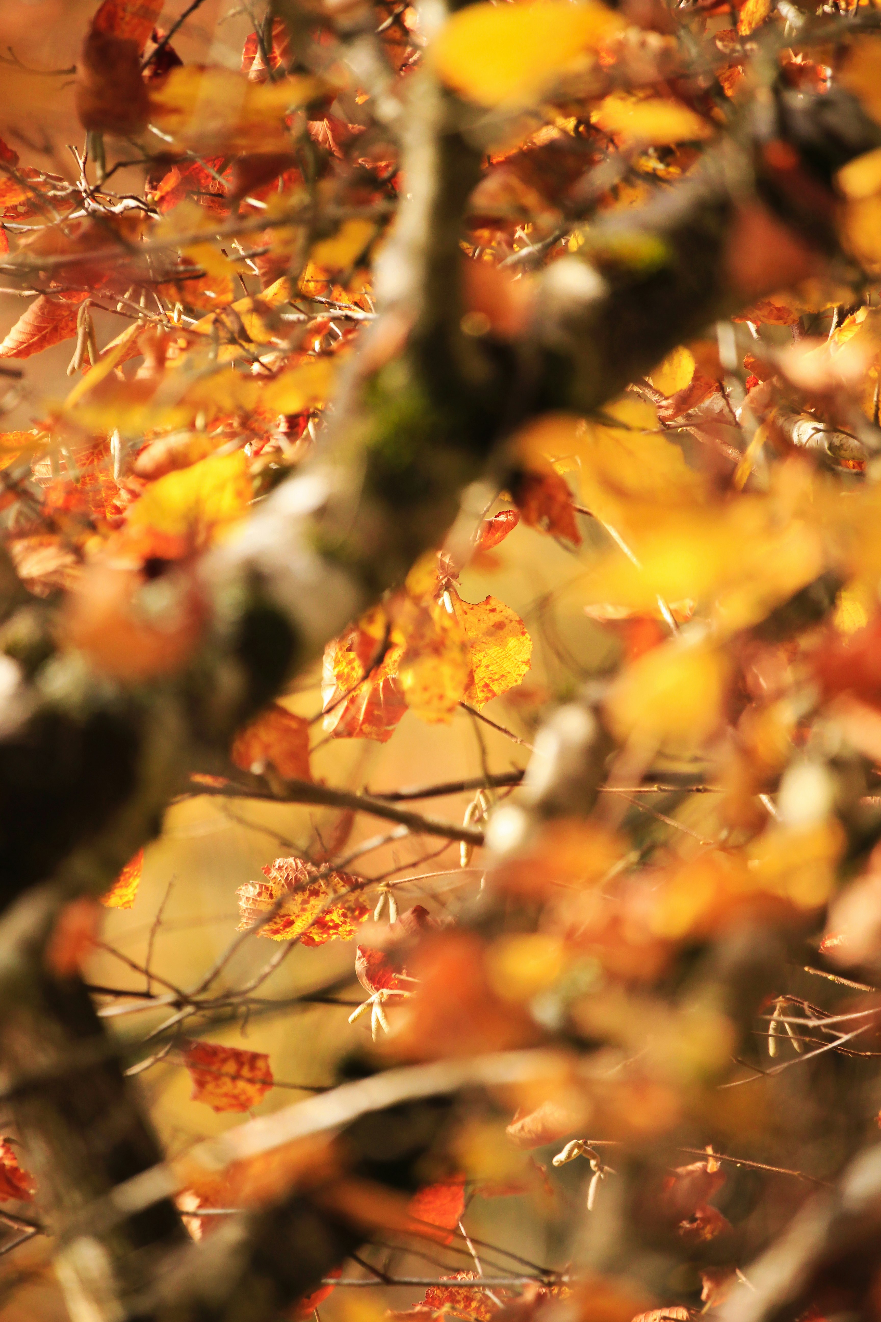 yellow-leafed trees